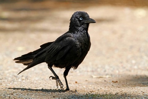 Little raven