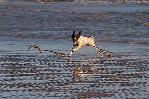 Springer Spaniel hunting Turnstones