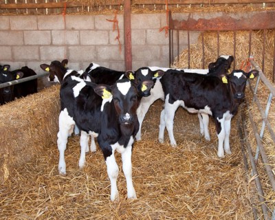Domestic Cattle
