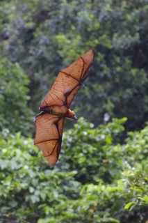 Bismarck flying fox