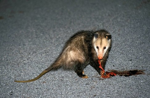 Virginian Opossum