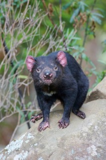 Tasmanian devil
