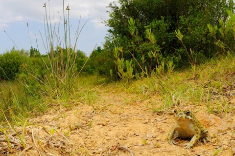 European Green Toad