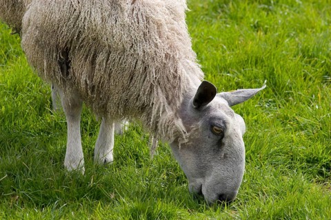 Domestic sheep