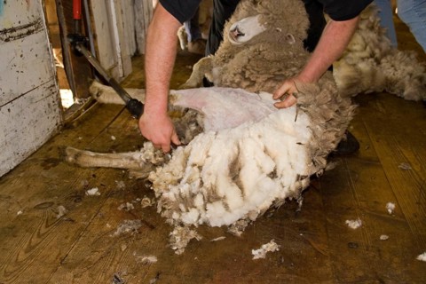 Cutting Carradale sheep for their fleece