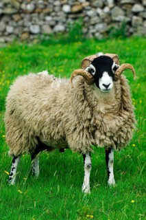 Domestic Sheep