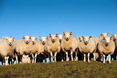 Domestic Sheep