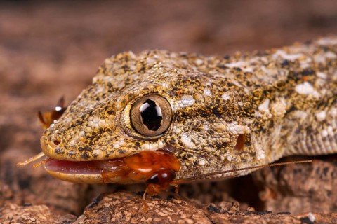 Adult Moorish common wall gecko