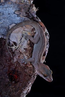 Dragon-blood Tree's Gecko