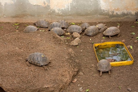 Geochelone elephantopus darwini