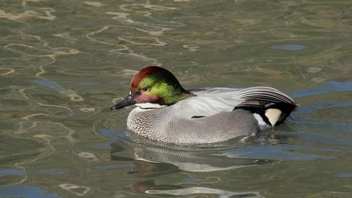 Falcon Duck