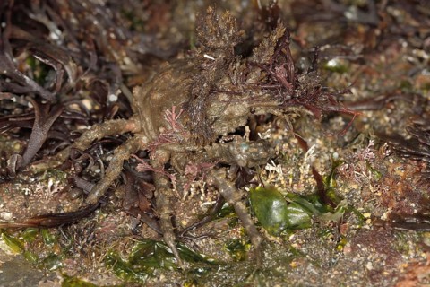 Spider crab