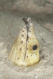 Highfin Snake-eel