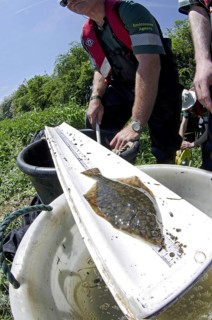 European Flounder