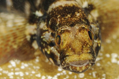 Rock Goby