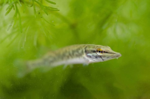 Pike