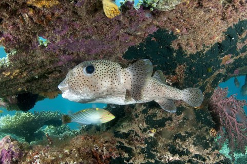 Star puffer