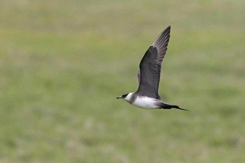 Arctic skuas