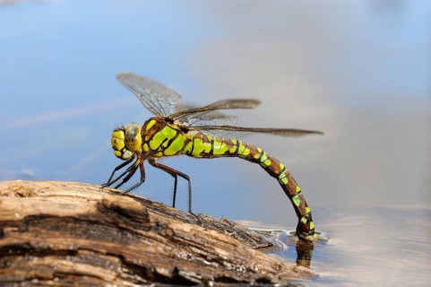 Southern hawkers