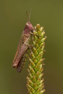 Meadow Grasshopper