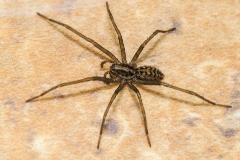 Dustbunny Spider