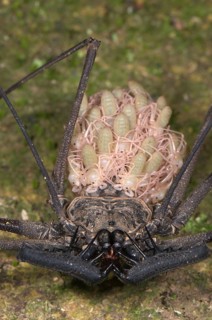 Tailless whip scorpion