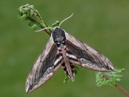 Privet hawkmoth