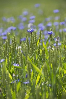 Cornflower