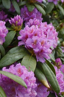 Common pontic rhododendron