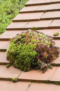 Houseleek