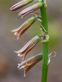 Brown bluebell