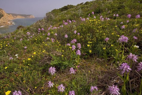 Naked naked man orchid
