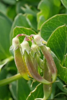 Sea Pea