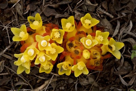 Flowering