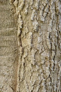 Quinine tree