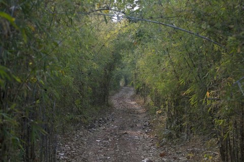Track through bamboo forest habitat