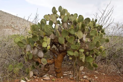 (Opuntia galapageia) var. profusa a shrubby variety only found on rabida island, Galapagos