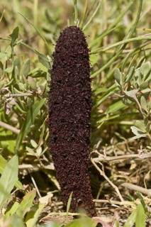 Maltese Fungus