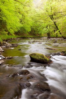River flowing through ancient beech wood at dawn
