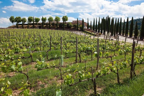 Vineyard and mediterranean cypress