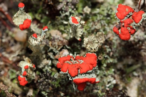 Scarlet cup lichen