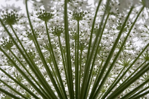 Giant hogweed