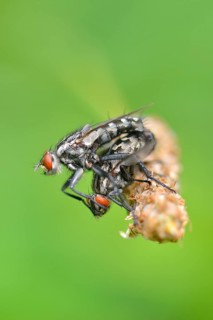 Grey flesh fly