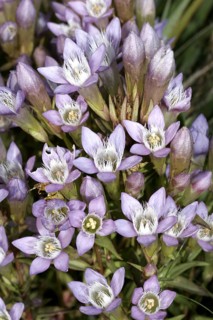 Austrian gentian
