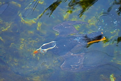 Lunda cirrhata