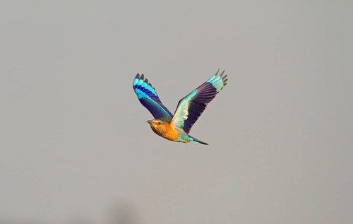 Indian indian roller