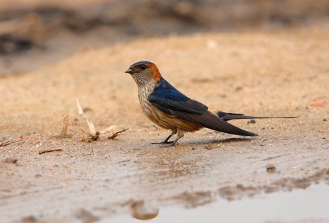 Red-rumped Swallow