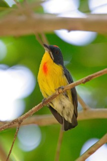 Crimson-breasted Flowerpecker