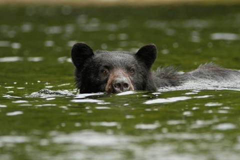Kermode bear