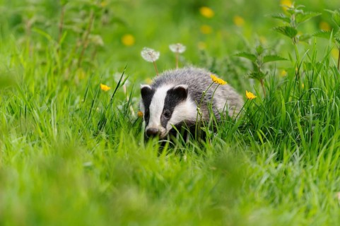 Eurasian Badger